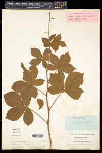 Rubus hispidus image