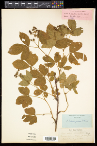 Rubus hispidus image