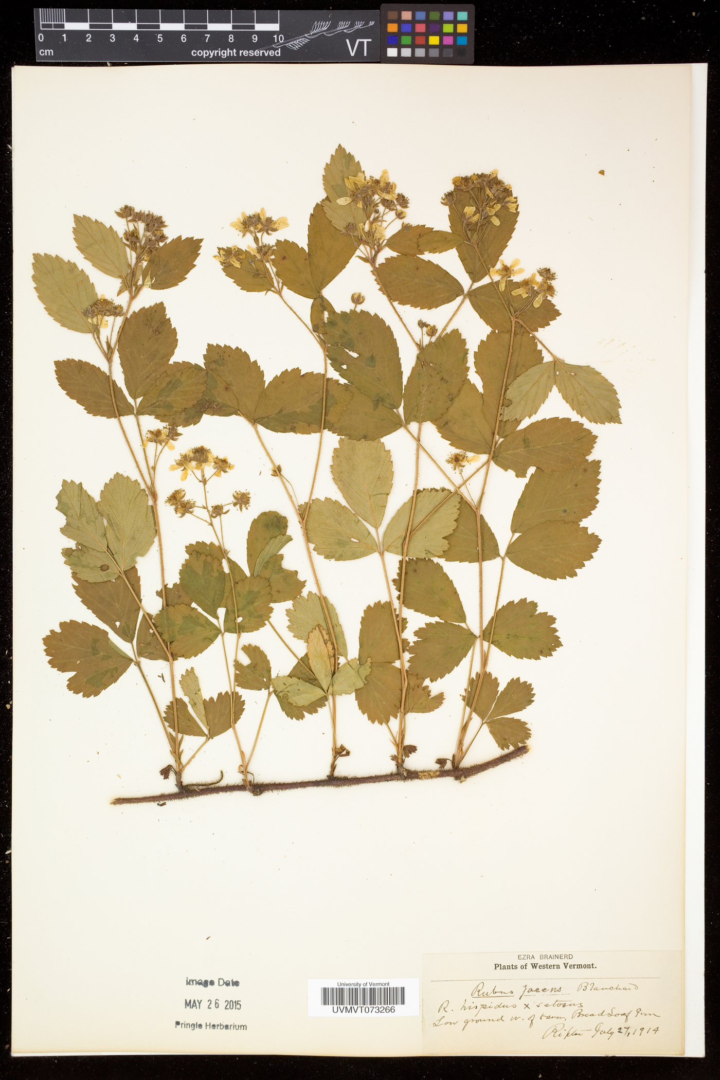 Rubus hispidus var. setosus image
