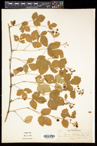 Rubus hispidus image