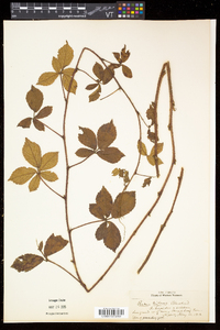 Rubus hispidus image