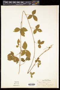 Rubus hispidus image