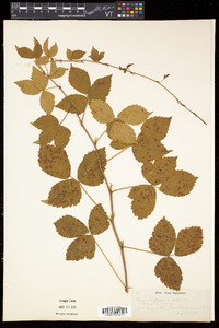 Rubus hispidus image