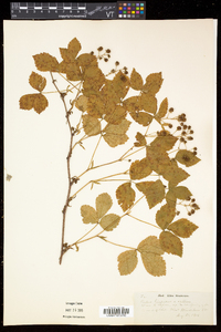 Rubus hispidus image