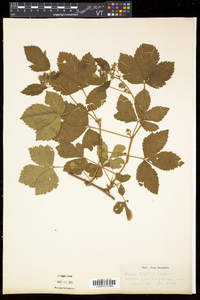 Rubus hispidus image