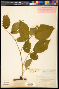 Rubus canadensis image