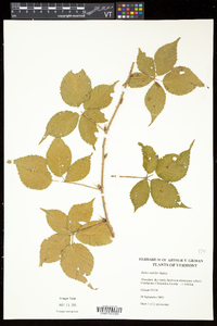 Rubus flagellaris image