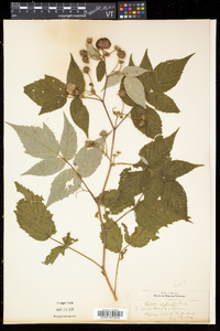 Rubus × neglectus image