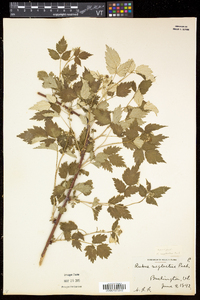 Rubus × neglectus image