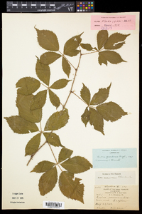 Rubus frondosus image