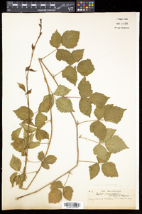 Rubus enslenii image