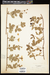 Rubus flagellaris image