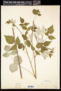 Rubus × neglectus image