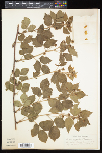 Rubus argutus image