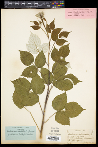 Rubus occidentalis image