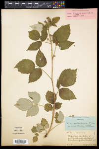 Rubus occidentalis image