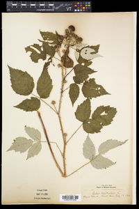 Rubus occidentalis image