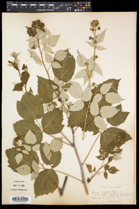 Rubus occidentalis image