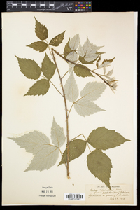 Rubus occidentalis image