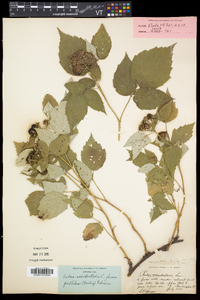 Rubus occidentalis image