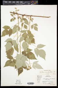 Rubus occidentalis image