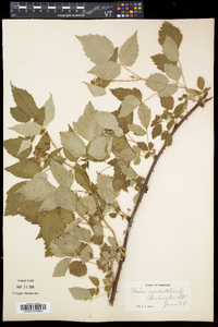 Rubus occidentalis image