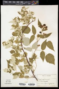 Rubus occidentalis image