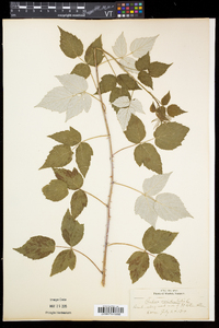 Rubus occidentalis image