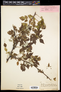 Rubus occidentalis image