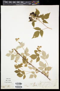 Rubus occidentalis image