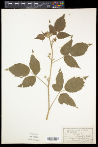 Rubus occidentalis image