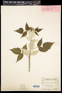 Rubus occidentalis image