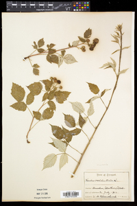 Rubus occidentalis image