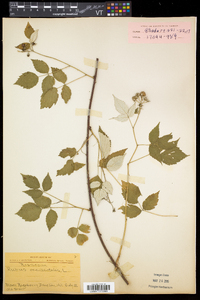 Rubus occidentalis image