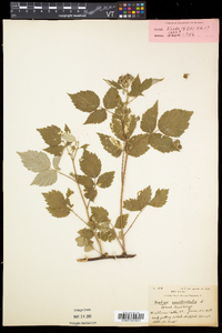 Rubus occidentalis image