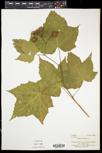 Rubus odoratus image