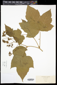 Rubus odoratus image