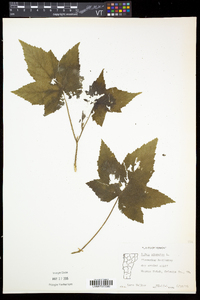 Rubus odoratus image