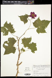 Rubus odoratus image