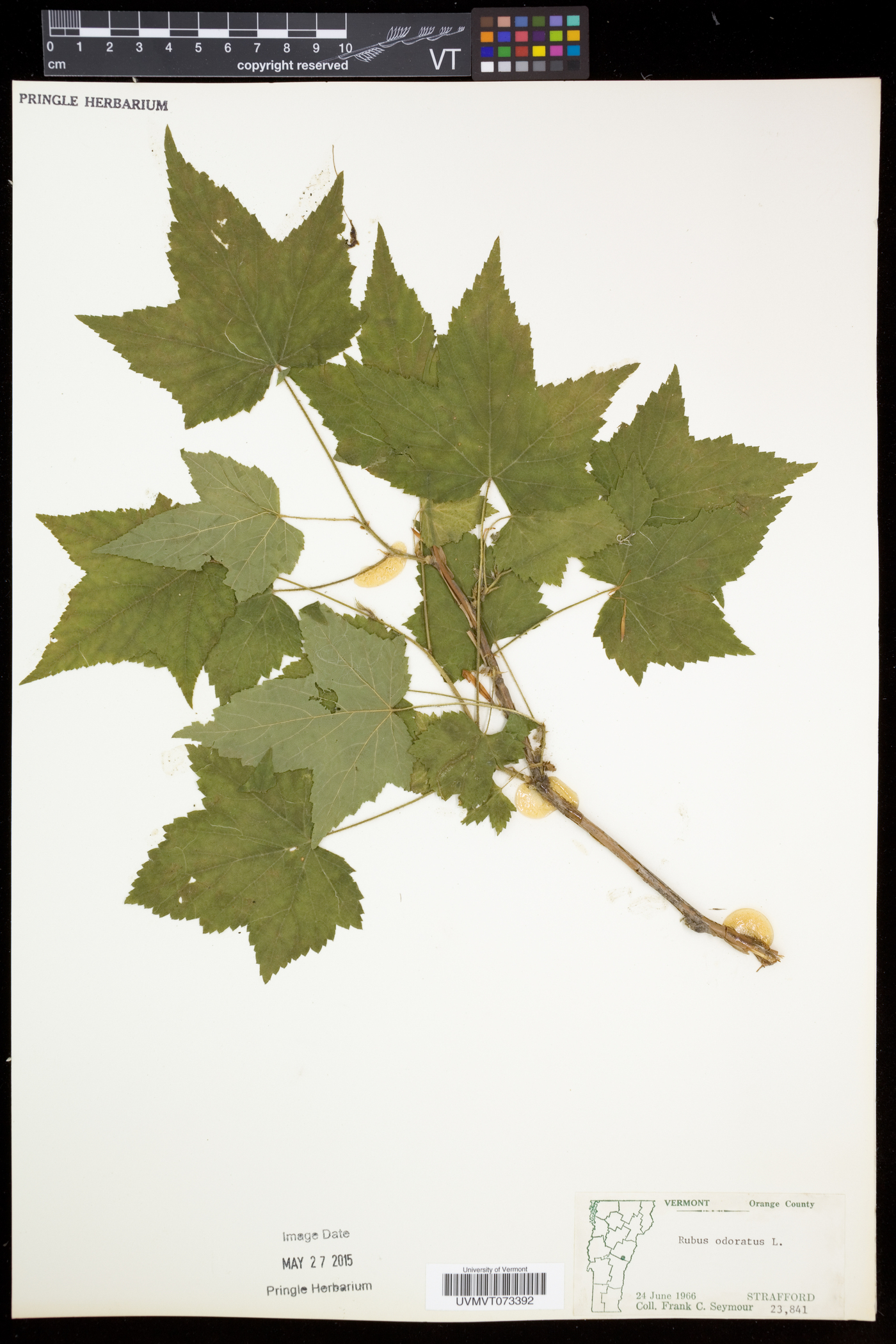 Rubus odoratus image