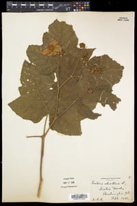 Rubus odoratus image