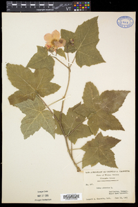 Rubus odoratus image