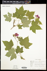 Rubus odoratus image