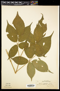 Rubus argutus image