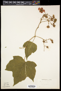 Rubus odoratus image