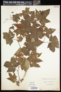 Rubus odoratus image