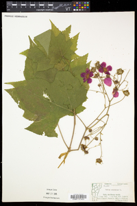 Rubus odoratus image