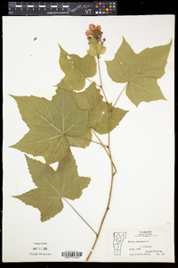 Rubus odoratus image