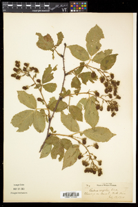 Rubus argutus image