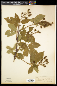 Rubus argutus image